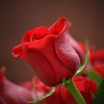 romance