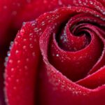 romance
