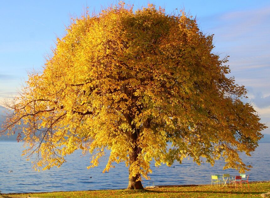 nature