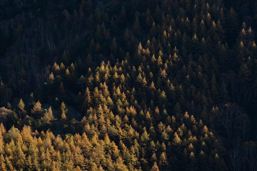 nature