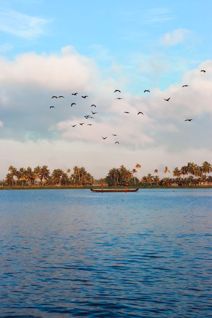 Tranquil scene of Alappuzha backwaters with flying birds and a traditional boat.