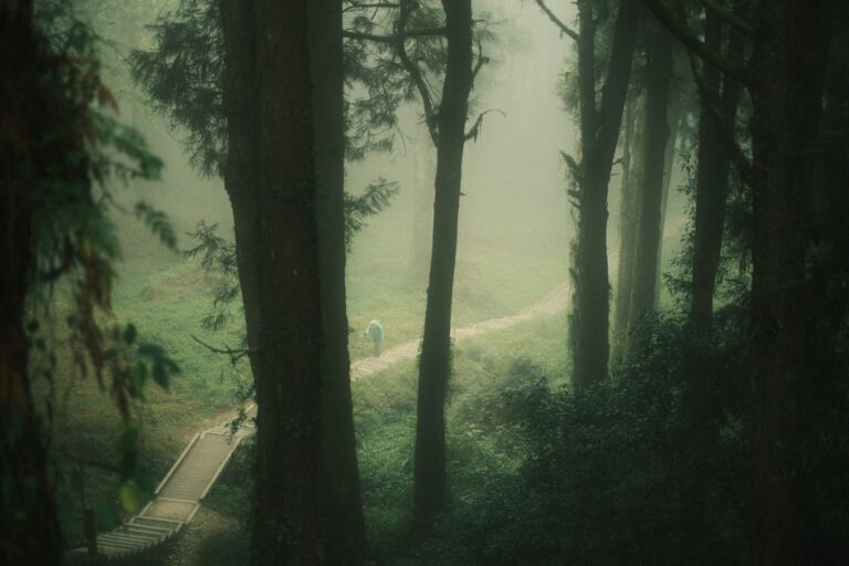 Explore the serene beauty of Alishan's misty forest trails in Taiwan.