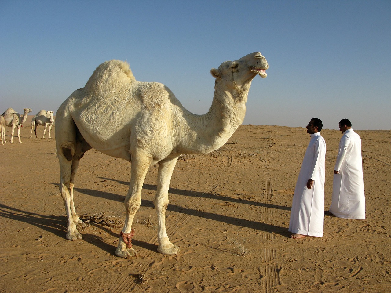 Saudi arabia, nature, desert, camel
