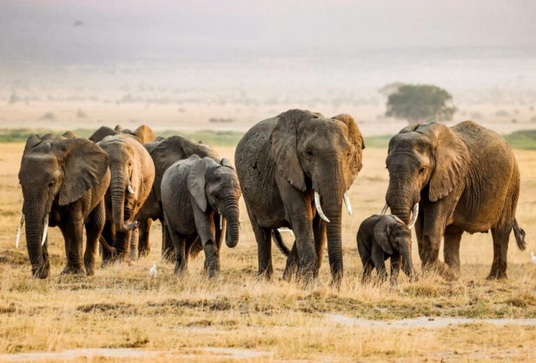 A stunning view of African elephants in the savannah of Kajiado County, Kenya during daytime.