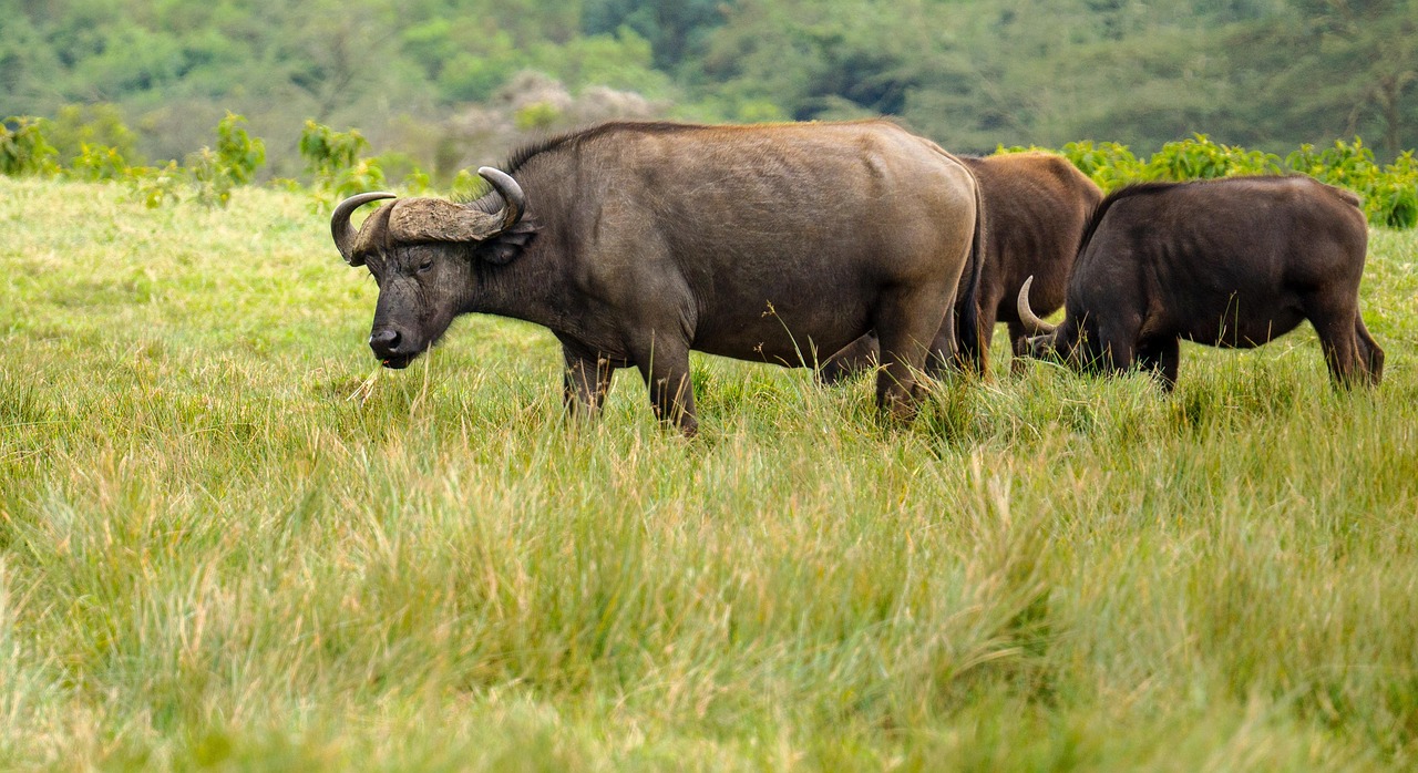 Water buffalo, tanzania, nature, animals, wildlife, africa, arusha, water buffalo, tanzania, arusha, arusha, arusha, arusha, arusha