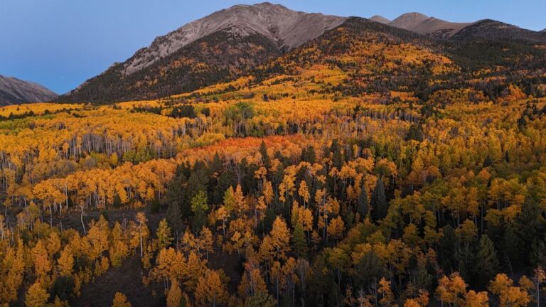 A stunning aerial view of Colorado's autumn aspen forest with vibrant fall colors at dawn.