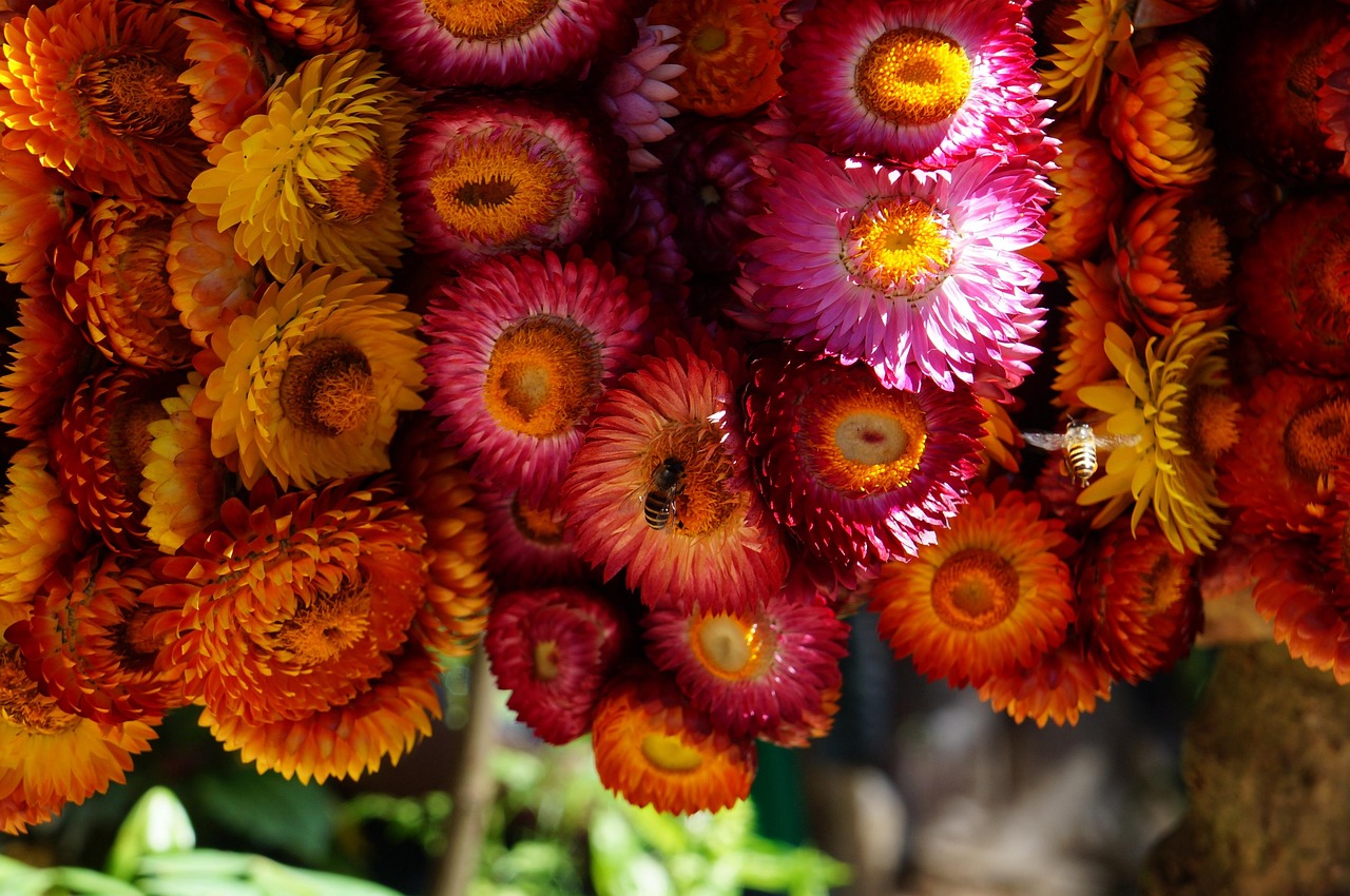 Baguio city, flower background, beautiful flowers, flower wallpaper, nature, flower, philippines