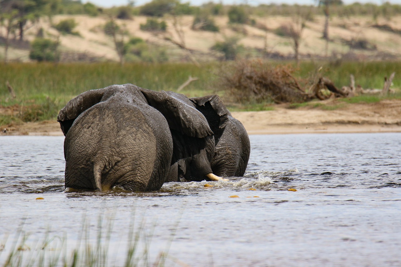Elephants, river, africa, mammals, botswana, sarafi, nature, elephants, elephants, elephants, elephants, elephants, botswana, botswana, botswana, botswana, sarafi
