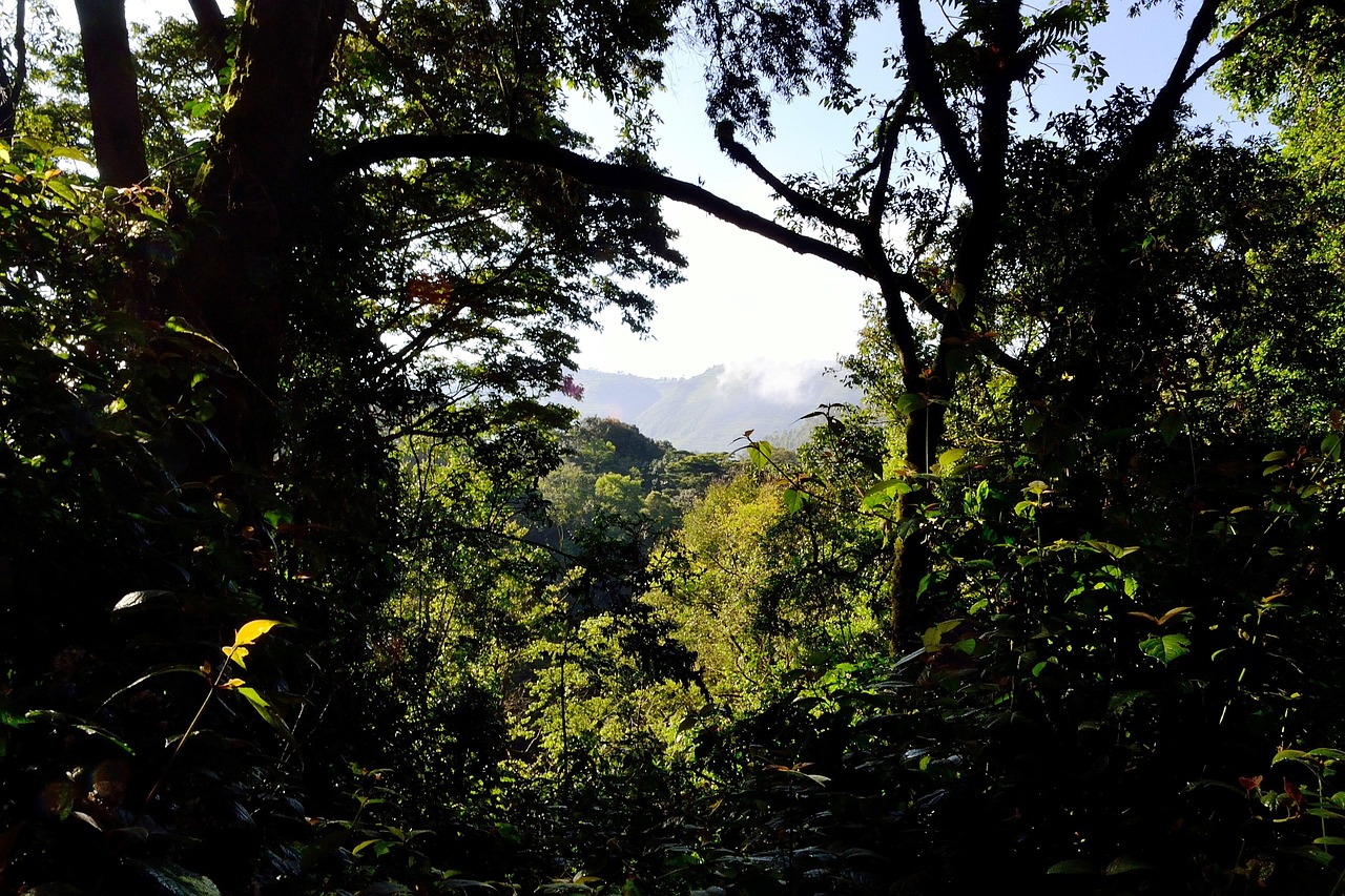 Bwindi impenetrable forest, uganda, africa, nature, beautiful, landscape, tree, country, outside, uganda, uganda, uganda, uganda, uganda