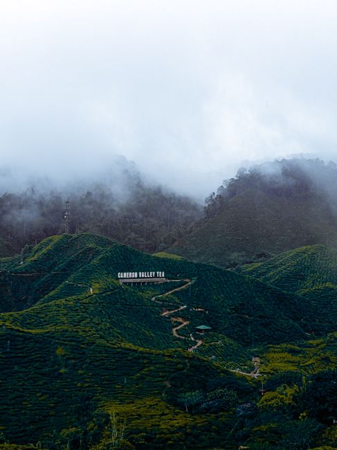 Breathtaking view of the lush Cameron Valley Tea plantation in Malaysia's highlands.
