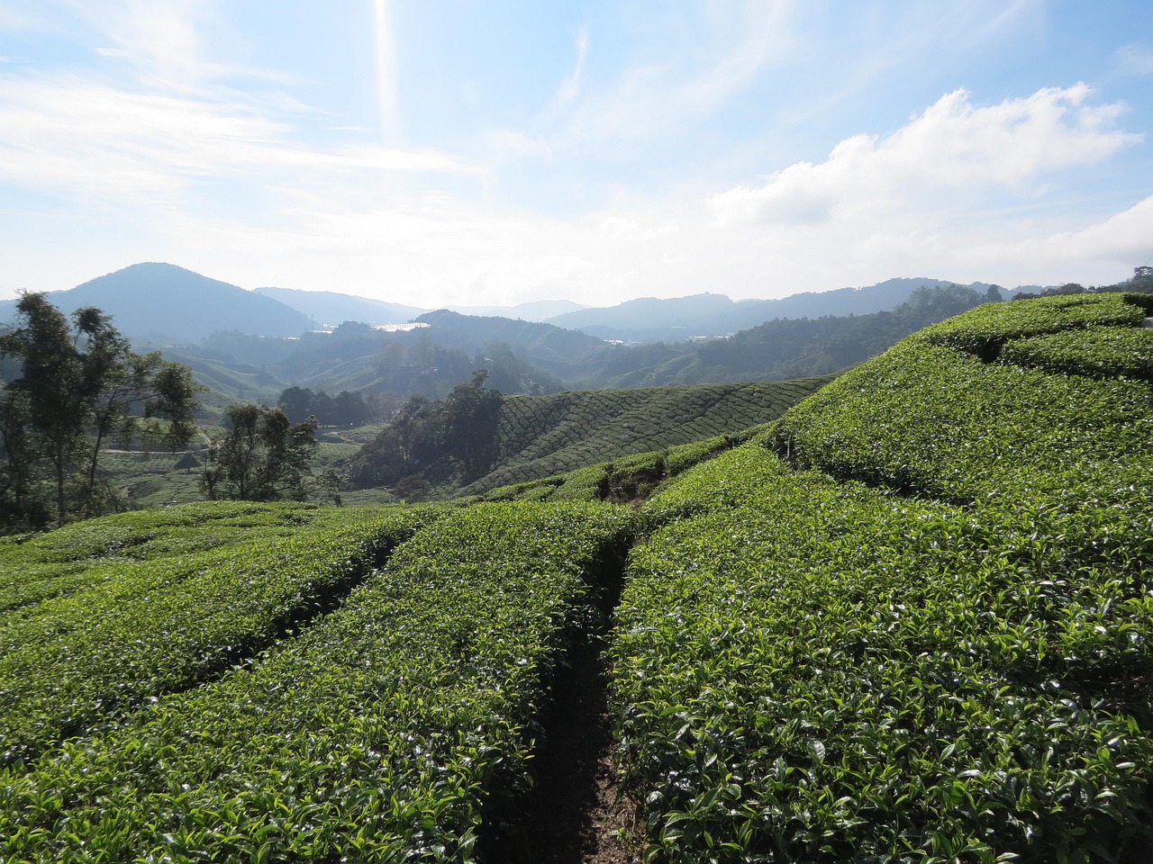 Tea plantation, malaysia, cameron highlands, tea, mountains, agriculture, landscape, slopes, nature, tourism, tea plantation, tea plantation, cameron highlands, cameron highlands, cameron highlands, c