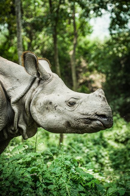 Close-up of a one-horned rhinoceros in Nepal's lush forest scenery.