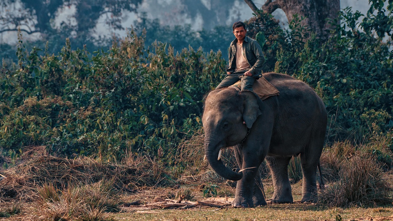 Nepal, nature, elephant, chitwan, national park, animal, wildlife