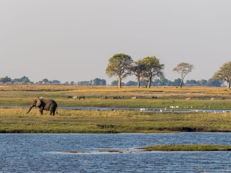 An elephant grazes in the African savanna alongside zebras and birds near a serene water body.
