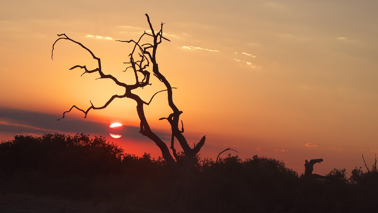 Sunset, chobe, africa, botswana, landscape, national park, safari, nature, tree, heaven