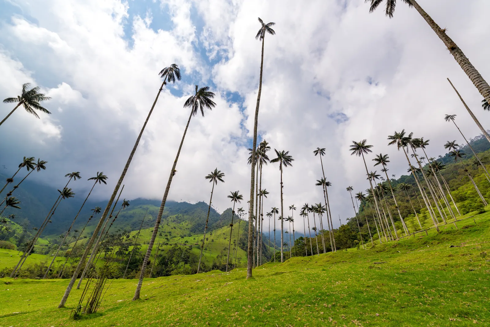 Giant wax palms in the Cocora Valley near Salento, Colombia