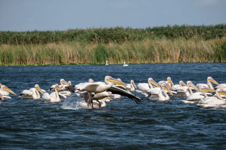 A flock of great white pelicans flying over water in the Danube Delta, Romania.