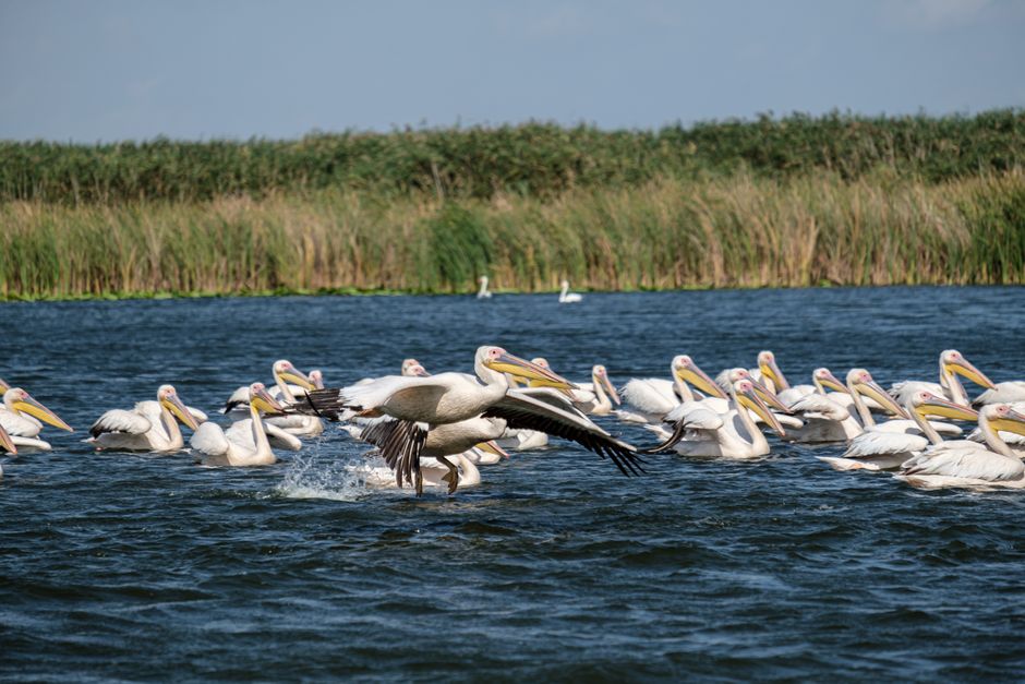 A flock of great white pelicans flying over water in the Danube Delta, Romania.