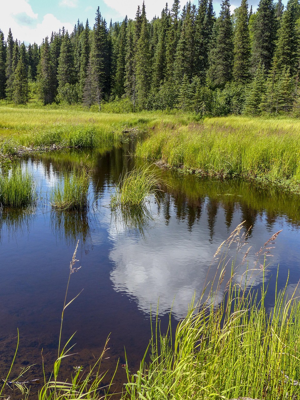 Denali, national park, alaska, usa, landscape, mountain, tundra, nature, wilderness, scenic, outdoors, panorama, rugged, preserve, swamp, water, denali, denali, alaska, alaska, tundra, tundra, tundra,