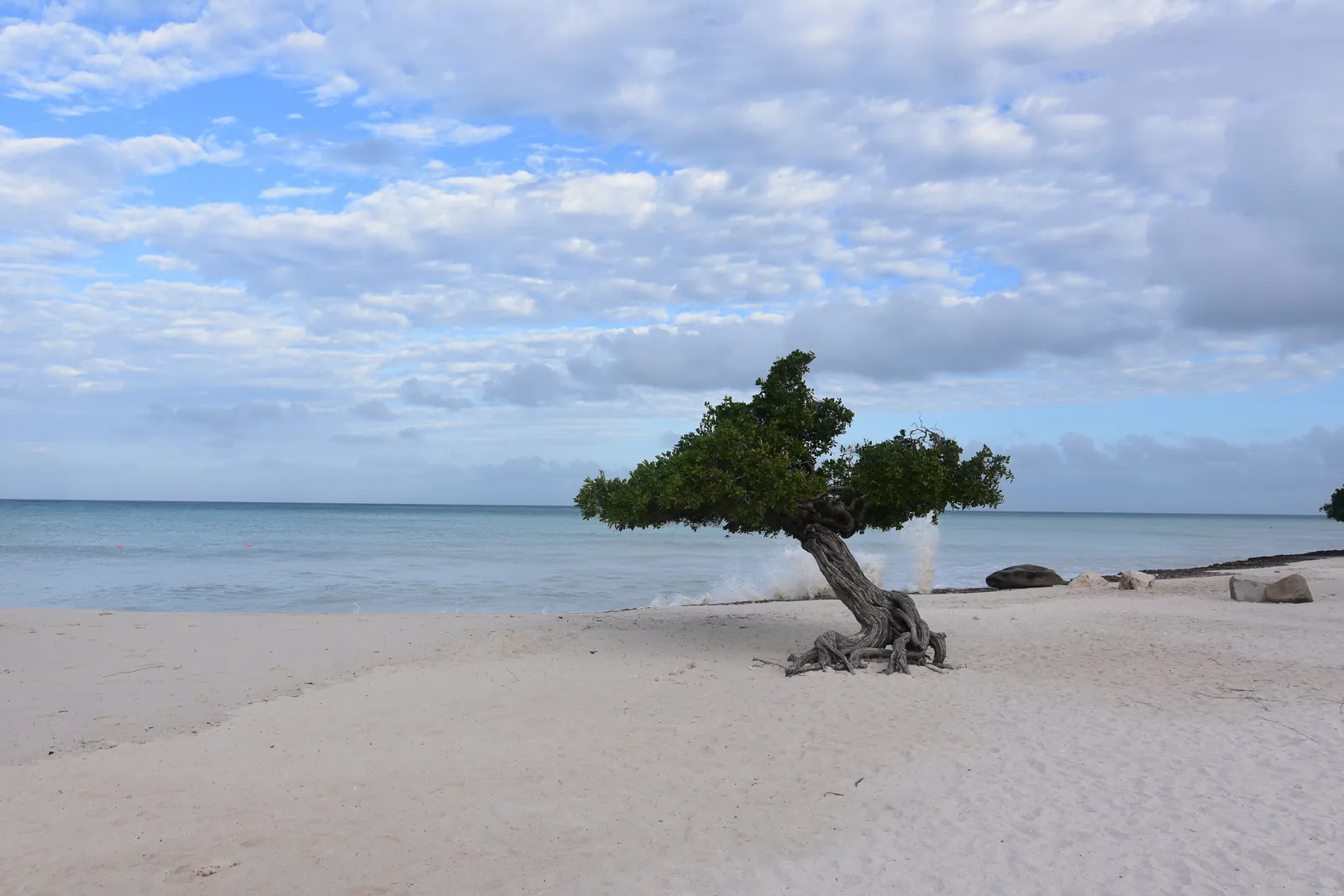 Divi Divi Tree at Eagle Beach, Aruba
