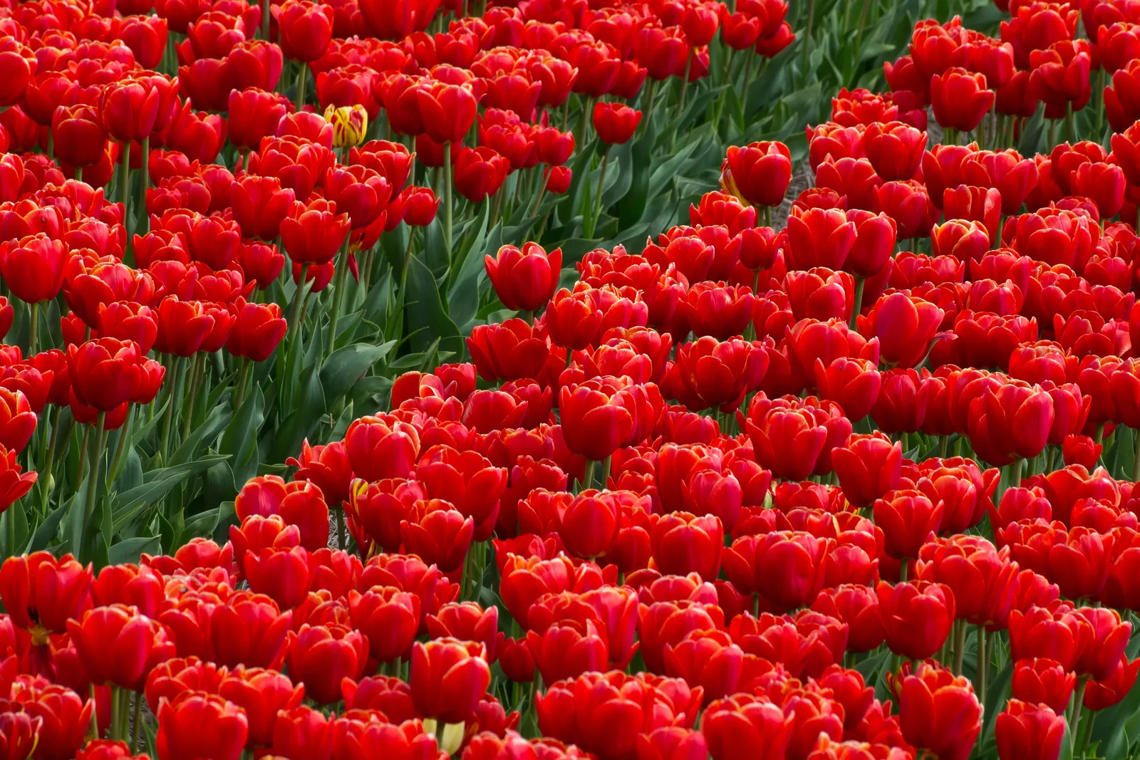 Field of red tulips in the Netherlands