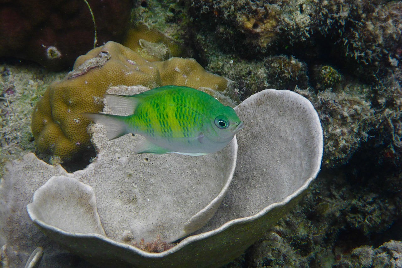 Philippines, el nido, nature, fish