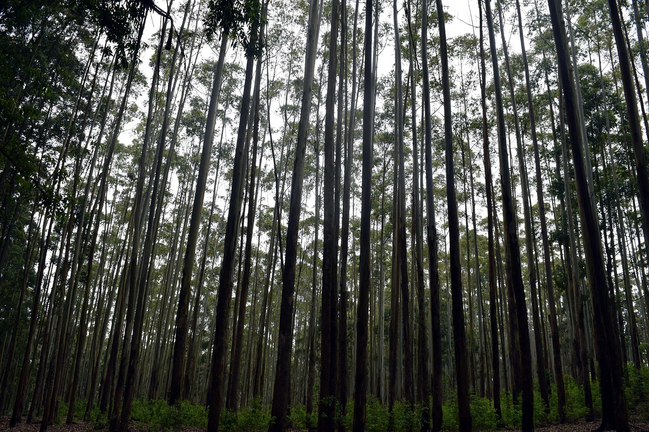 Forest, nature, trees, travel, sri lanka, ella, sri lanka, sri lanka, sri lanka, ella, ella, ella, ella, ella