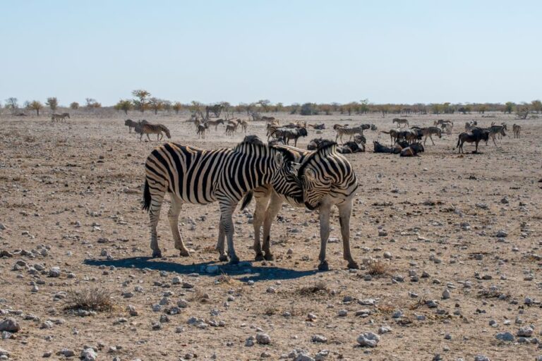 Two zebras nuzzling amidst a herd at Etosha National Park, Namibia.