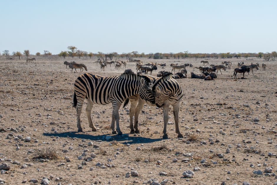 Two zebras nuzzling amidst a herd at Etosha National Park, Namibia.