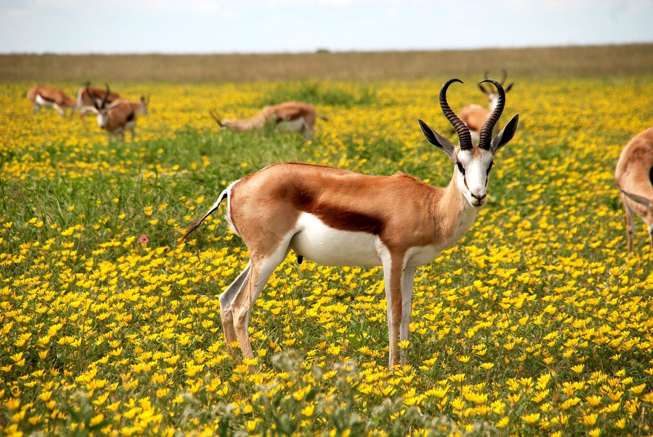 Antelope, nature, beautiful flowers, flowers, meadow, africa, horns, flower meadow, field of flowers, flower background, yellow flowers, landscape, etosha national park, namibia, etosha, flower wallpa