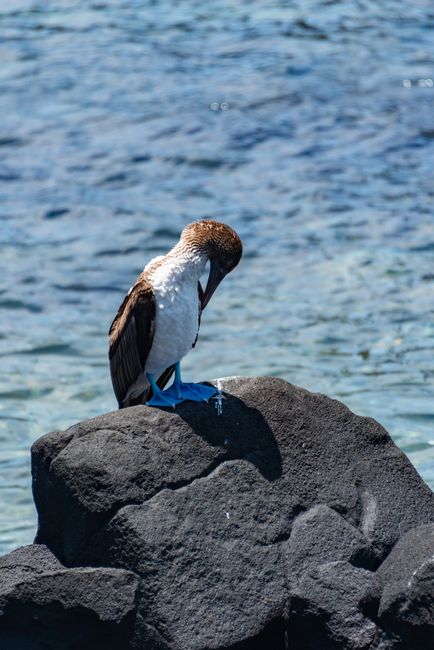 A blue-footed booby perches on a rock by the sea in the Galapagos Islands.