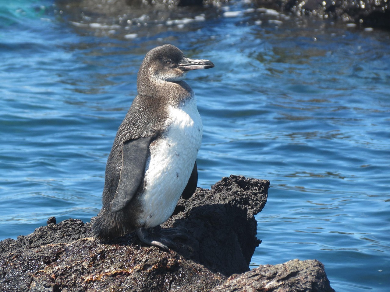 Penguin, bird, nature, flightless, galapagos, galapagos islands, ecuador, wildlife, sea, marine, fauna