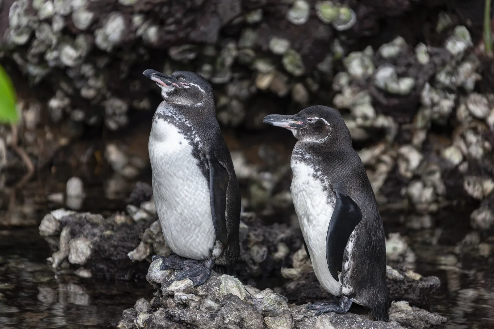Galápagos penguins on the rocks of the Galápagos Islands, Ecuador