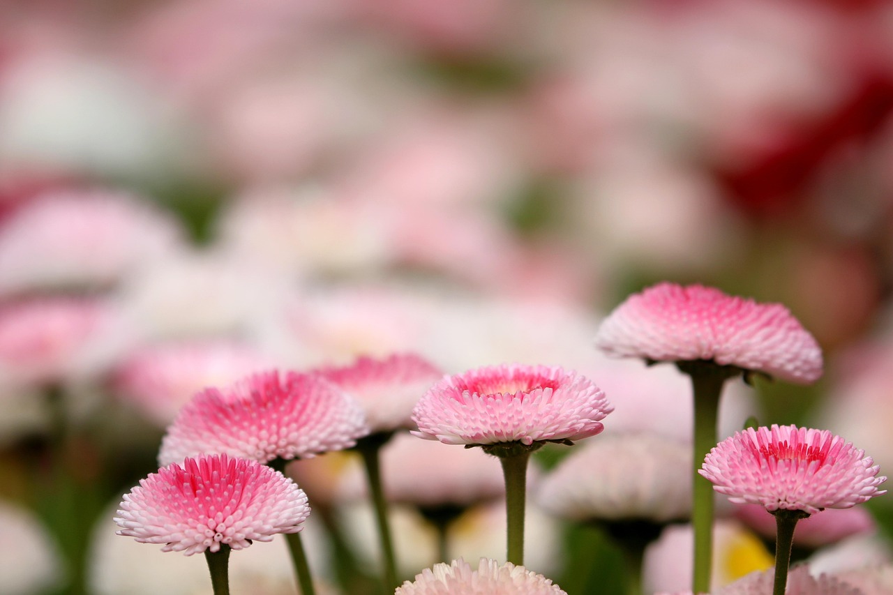 Flowers, daisy, chrysanthemum, wildflower, plant, flower background, petal, beautiful flowers, nature, spring, flower wallpaper, affix, macro, Gangneung-si, Gangwon-do, South Korea