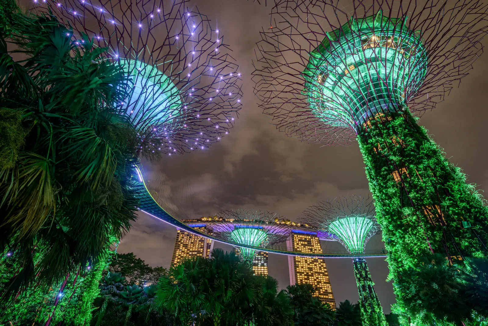 The Supertree Grove at Gardens by the Bay illuminated at night, Singapore