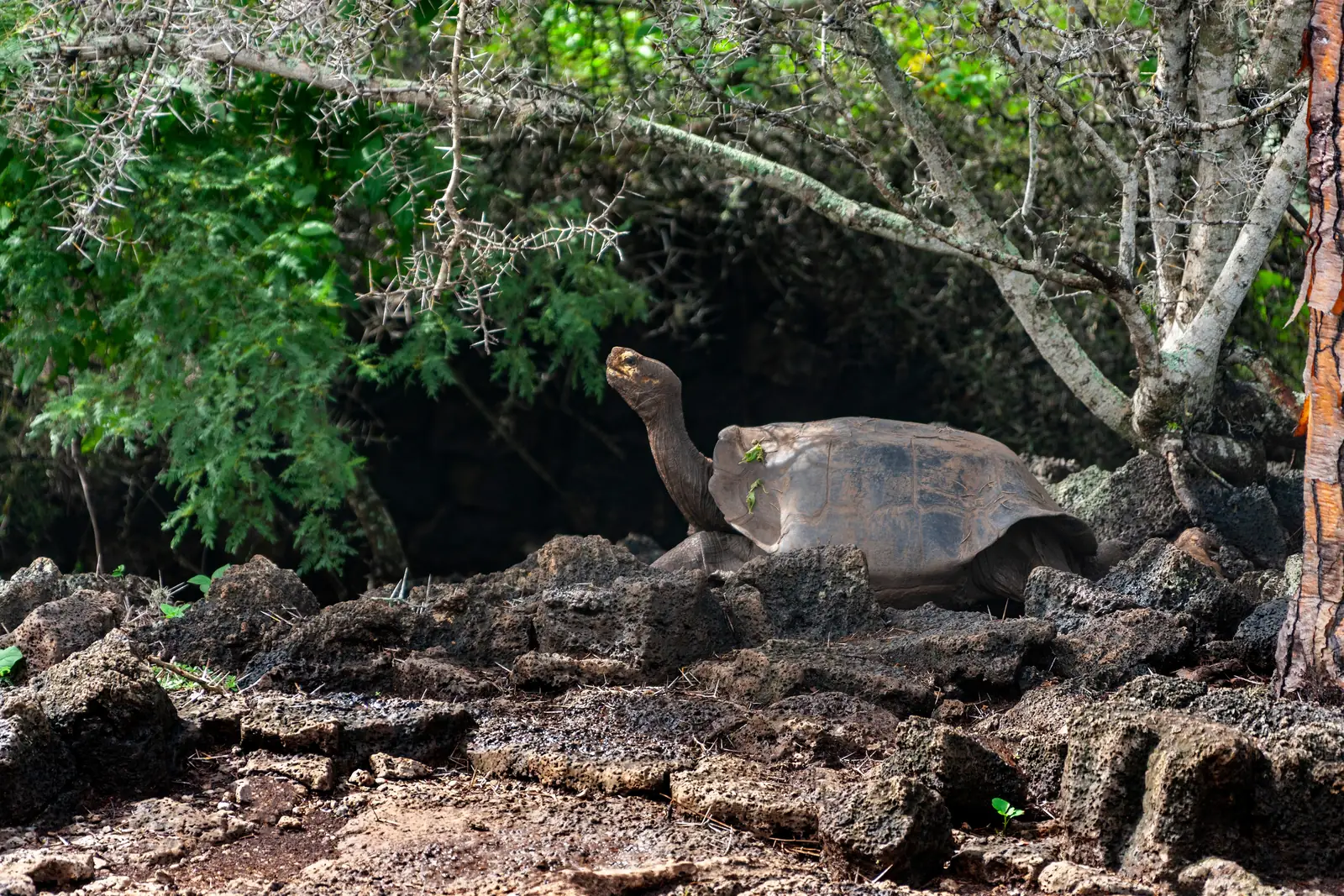 A giant Galápagos tortoise on Santa Cruz Island, Ecuador