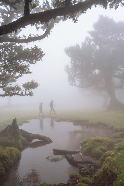Two people walking through a misty laurel forest in Madeira, creating a serene atmosphere.