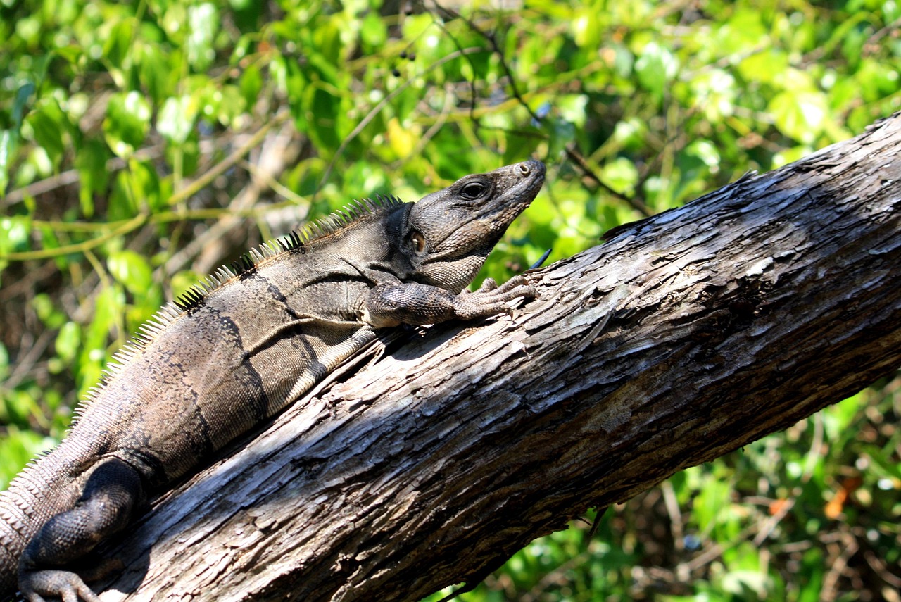 Iguana, holbox island, quintana roo, mexico, trunk