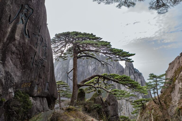 Breathtaking view of Huangshan Mountains with distinctive pine trees and rock carvings.