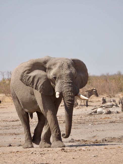 An African elephant (Loxodonta africana) walks in a savannah with zebras resting in the background.