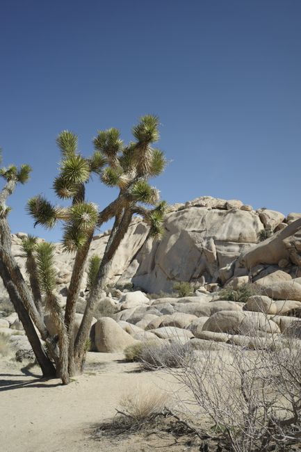 Tranquil desert scene featuring a Joshua tree, rock formations, and clear blue sky in Joshua Tree Park.