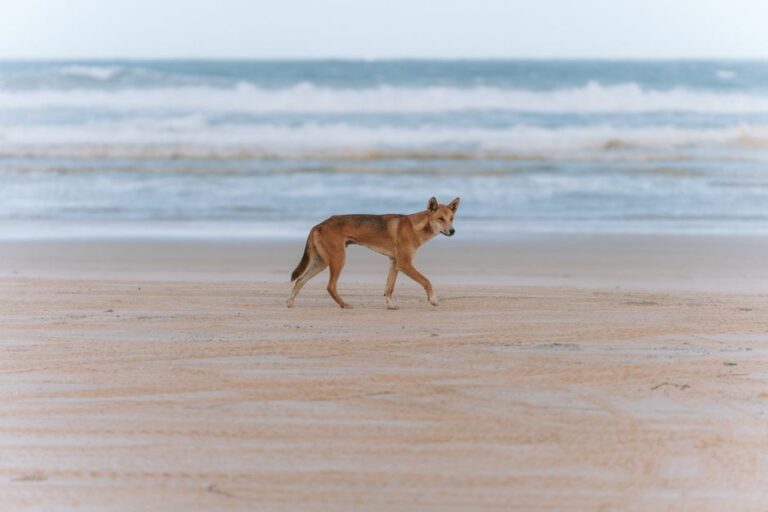 A dingo walks along the sandy shores of K'gari, QLD, Australia, showcasing wildlife in its natural habitat.