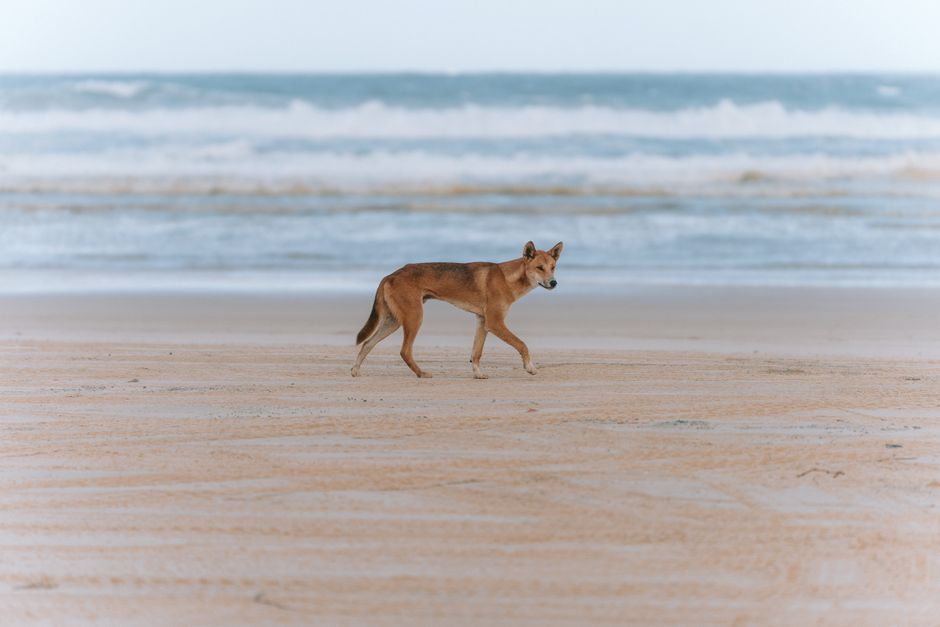 A dingo walks along the sandy shores of K'gari, QLD, Australia, showcasing wildlife in its natural habitat.