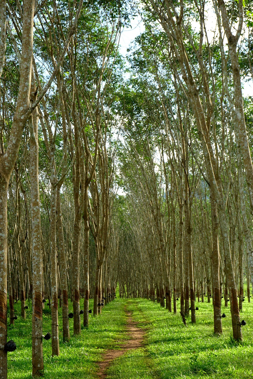 Rubber tree, nature, rubber trees, rubber, tree, latex, plantation, kanchanaburi, thailand
