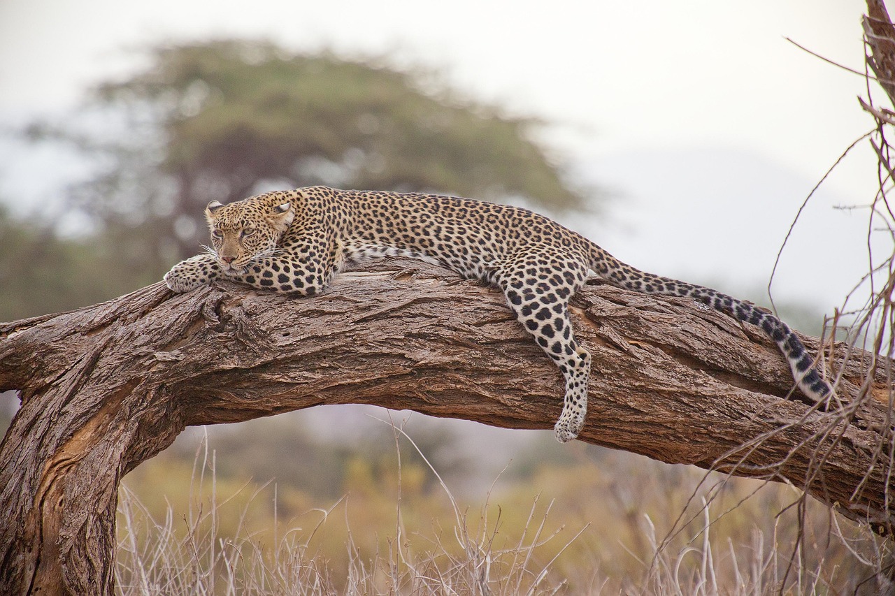 Leopard, safari, africa, kenya, leopard, leopard, leopard, leopard, leopard, africa, kenya