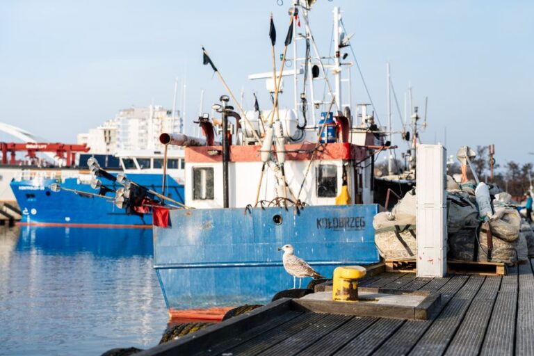 A scenic view of fishing boats docked at the harbor in Kołobrzeg, Poland with a seagull perched nearby.