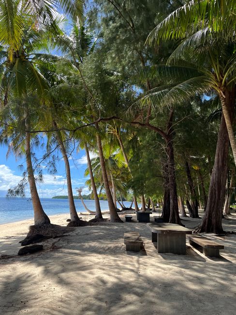 Sunny beach scene in Koror, Palau featuring lush palm trees and picnic tables under a clear blue sky.