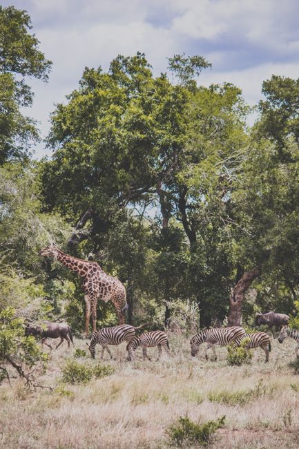 A herd of zebras and a giraffe in their natural habitat in South Africa's savanna.