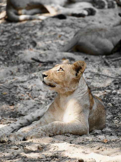 A young lion lying on the ground in the Southern Region of Malawi, captured in a serene wildlife setting.