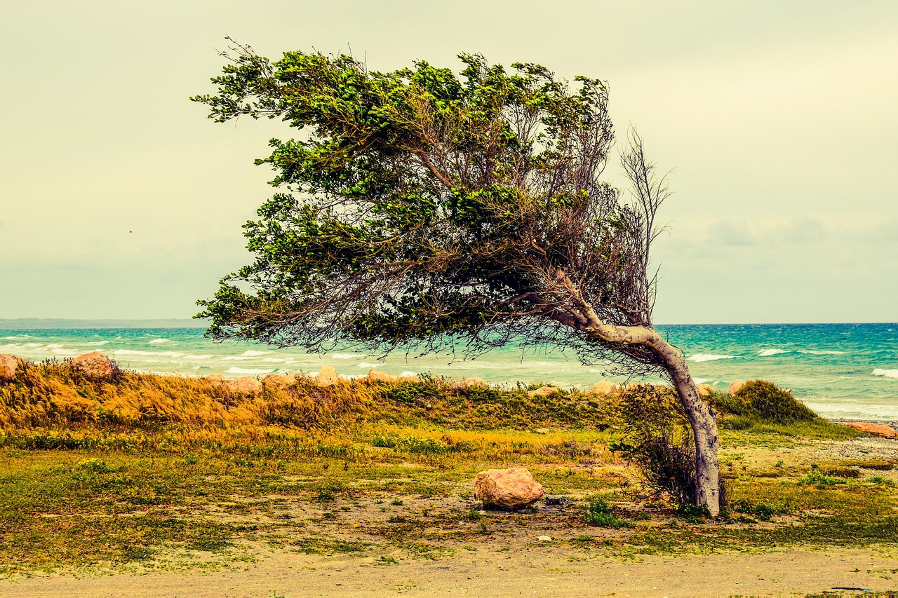 Tree, beach, sea, nature, wind, scenery, larnaca, cyprus